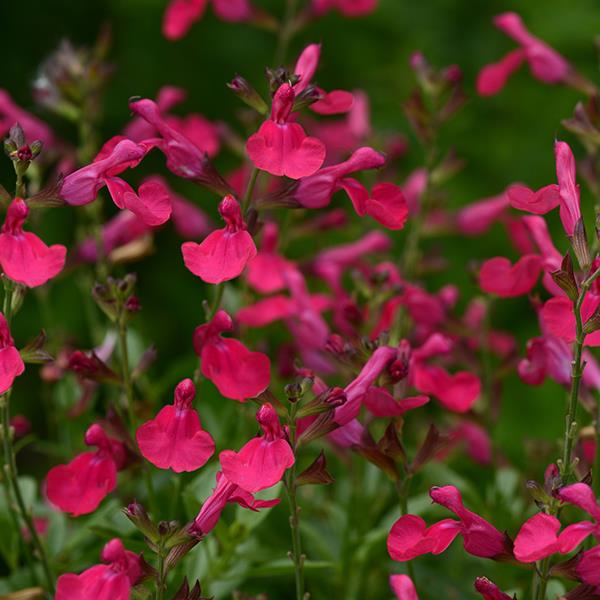 Mirage™ Hot Pink Bloom