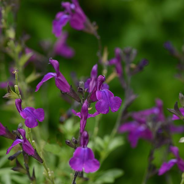 Mirage™ Deep Purple Bloom
