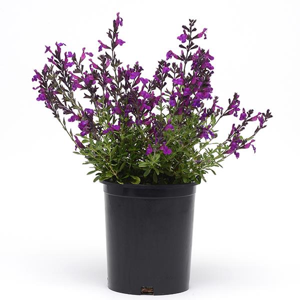 Mirage™ Deep Purple Greenhouse