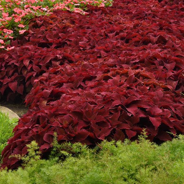 Coleus, Premium Sun Sweet Paprika™ Commercial Landscape 1