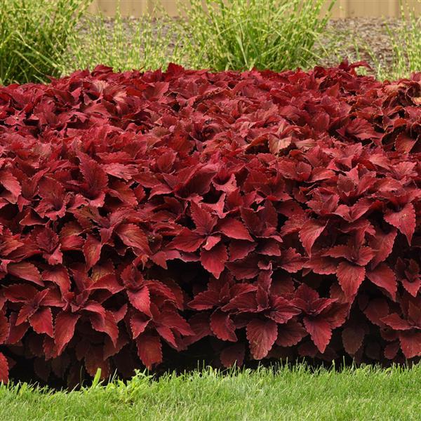 Coleus, Premium Sun Sweet Paprika™ Commercial Landscape 2
