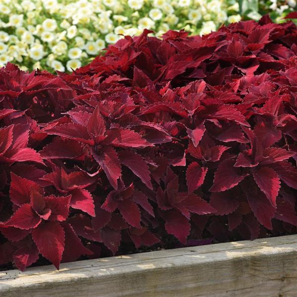 Coleus, Premium Sun Sweet Paprika™ Landscape