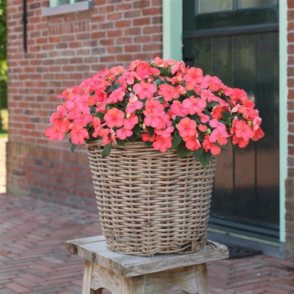 Beacon<sup>®</sup> Coral Container