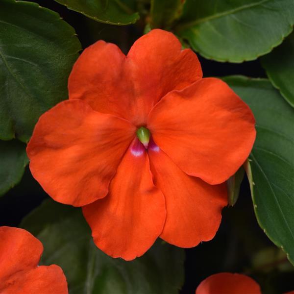 Beacon<sup>®</sup> Orange Bloom