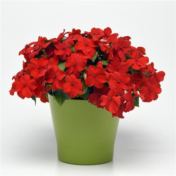 Beacon<sup>®</sup> Bright Red Container