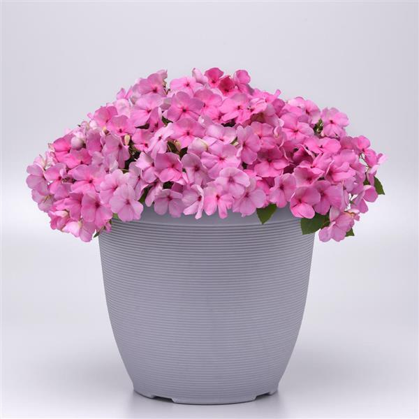 Beacon<sup>®</sup> Light Pink Container