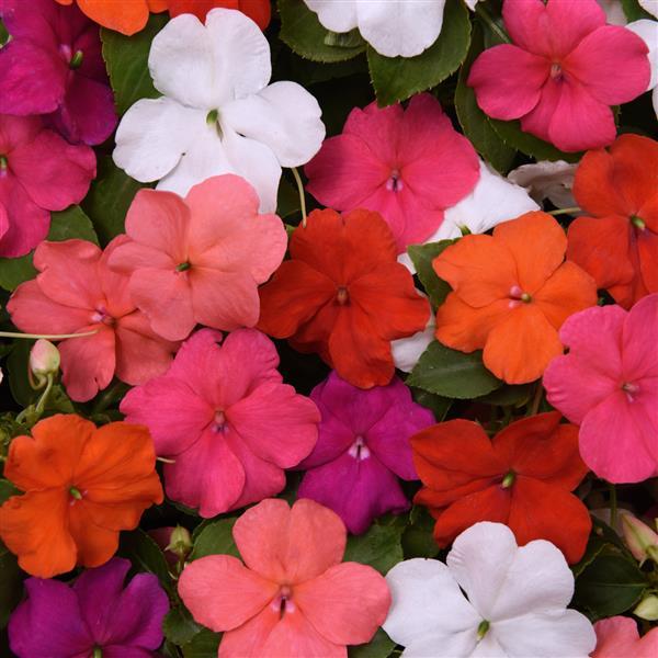 Beacon<sup>®</sup> Formula Mixture Bloom