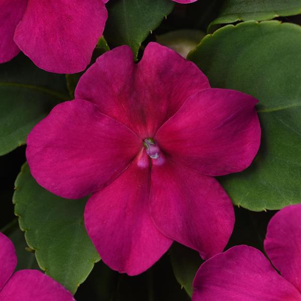 Beacon<sup>®</sup> Violet Shades Bloom