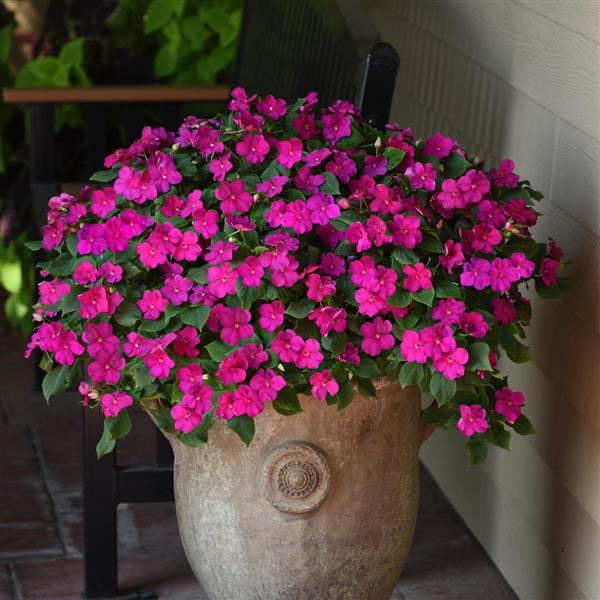 Beacon<sup>®</sup> Violet Shades Container