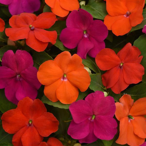 Beacon<sup>®</sup> Sanibel Mixture Bloom