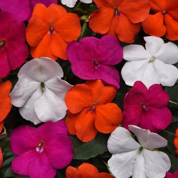 Beacon<sup>®</sup> Lindau Mixture Bloom