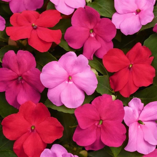 Beacon<sup>®</sup> Otway Mixture Bloom