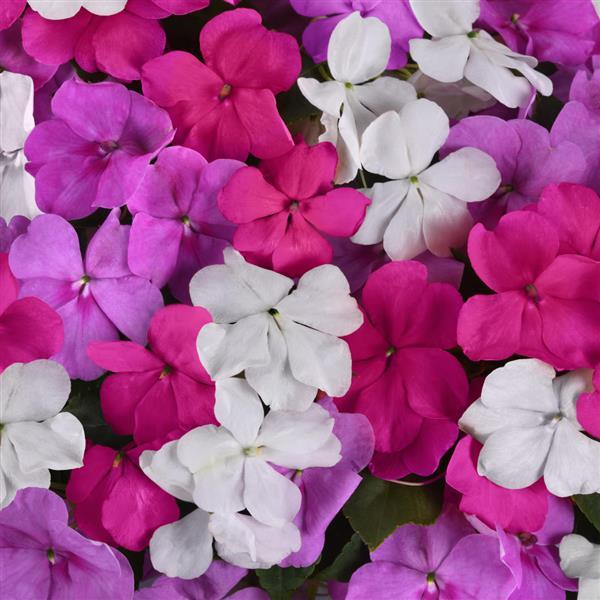 Beacon<sup>®</sup> Chicago Mixture Bloom