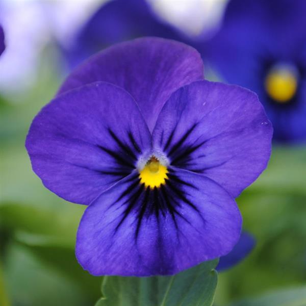 Sorbet<sup>®</sup> XP Blue Blotch Bloom