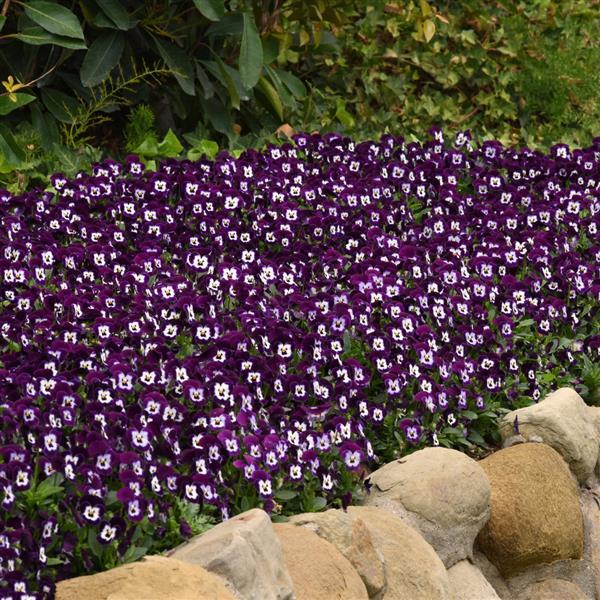 Sorbet<sup>®</sup> XP Purple Face Commercial Landscape 1