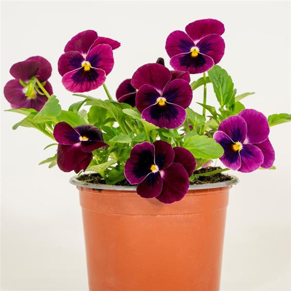 Sorbet<sup>®</sup> XP Rose Blotch Container