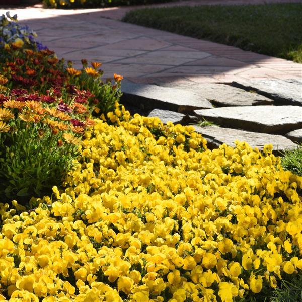 Sorbet<sup>®</sup> XP Yellow Landscape