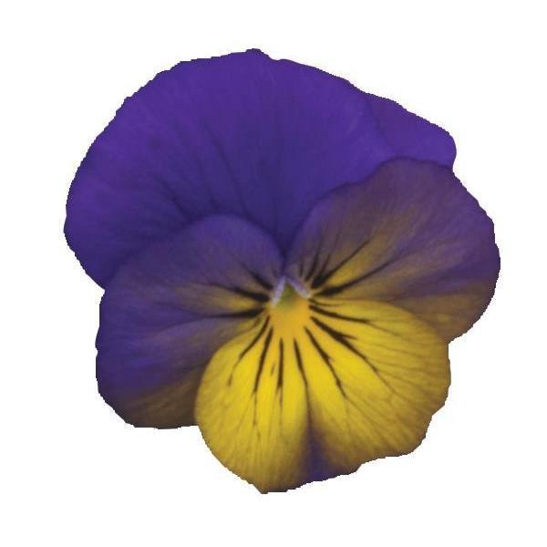 Sorbet<sup>®</sup> XP Morpho Bloom