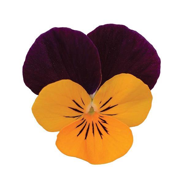 Sorbet<sup>®</sup> XP Orange Jump Up Bloom