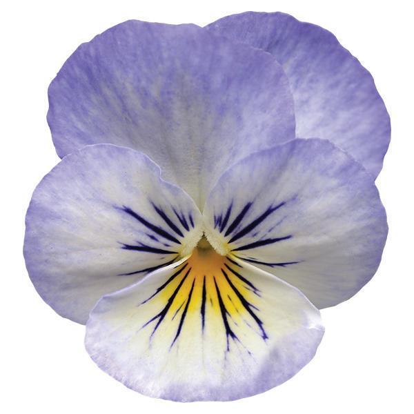 Sorbet<sup>®</sup> XP YTT Bloom