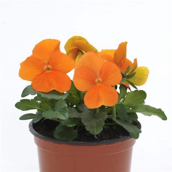 Sorbet<sup>®</sup> XP Deep Orange Container
