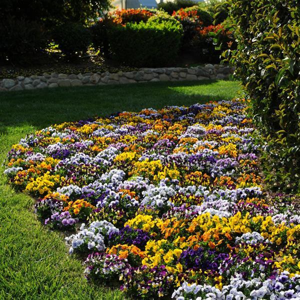 Sorbet<sup>®</sup> XP Mixture Landscape