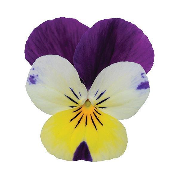 Sorbet<sup>®</sup> XP Lemon Jump Up Bloom
