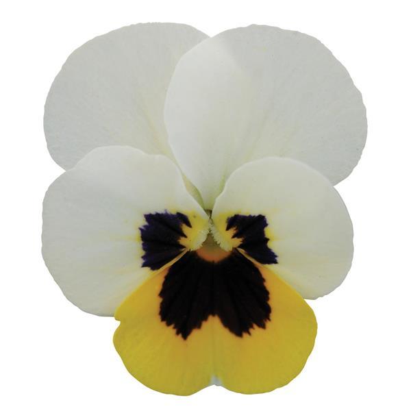 Sorbet<sup>®</sup> XP Lemon Ice Blotch Bloom