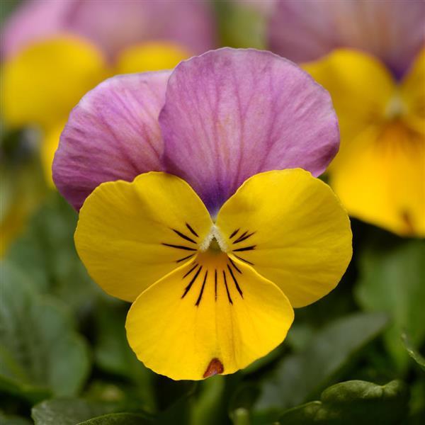 Sorbet<sup>®</sup> XP Yellow Pink Jump Up Bloom