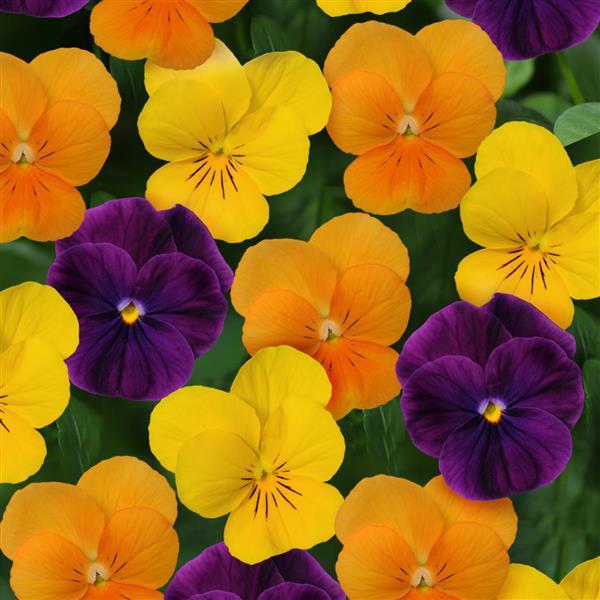 Sorbet<sup>®</sup> XP Harvest Mixture Bloom