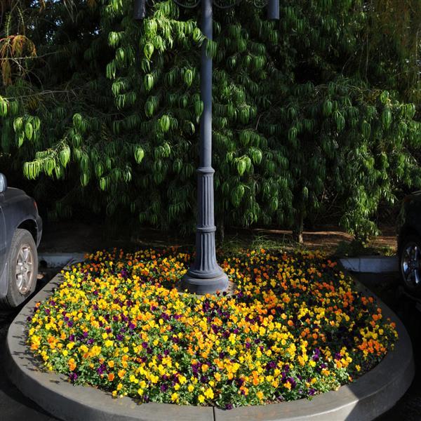 Sorbet<sup>®</sup> XP Harvest Mixture Commercial Landscape 1