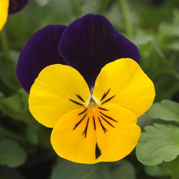 Sorbet<sup>®</sup> XP Yellow Jump Up Improved Bloom