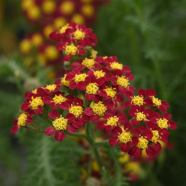 Milly Rock™ Red Bloom