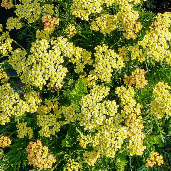 Milly Rock™ Yellow Bloom