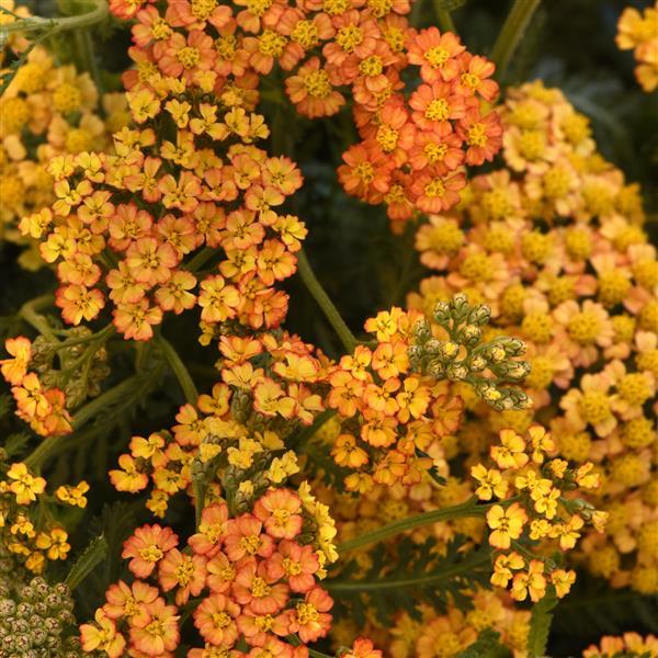 Milly Rock™ Yellow Terracotta Bloom