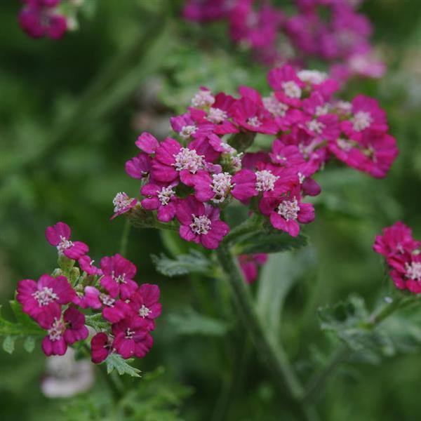 New Vintage™ Violet Bloom