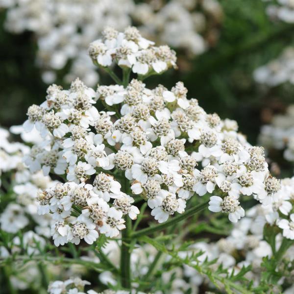 New Vintage™ White Bloom