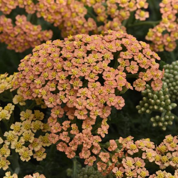New Vintage™ Terracotta Bloom