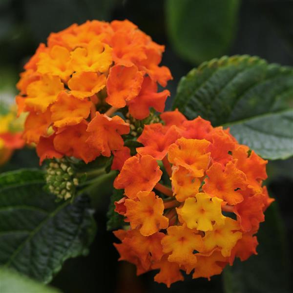 Lucky™ Flame Bloom