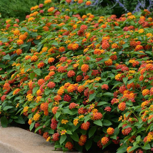 Lucky™ Flame Landscape