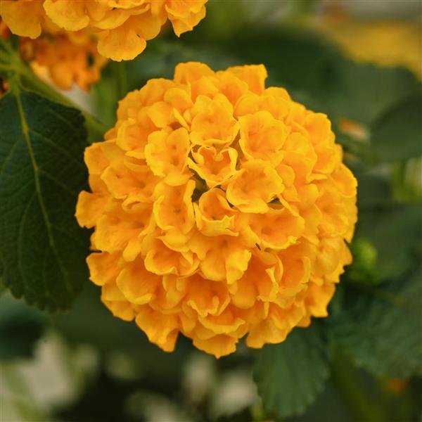 Lucky™ Gold Bloom