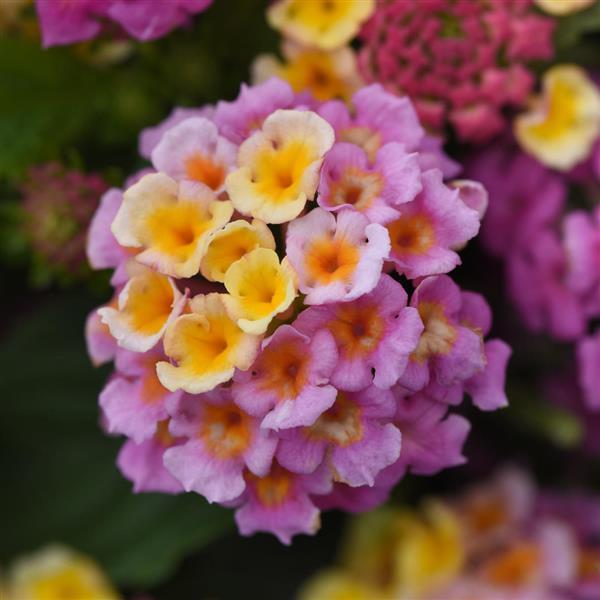 Lucky™ Pink Bloom