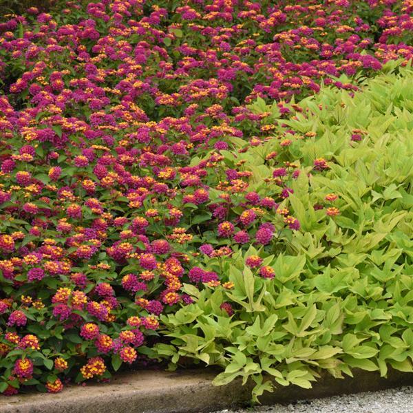 Lucky™ Sunrise Rose Commercial Landscape 1