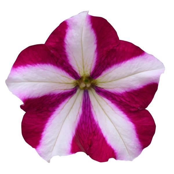 Easy Wave<sup>®</sup> Burgundy Star Bloom