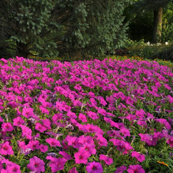 Easy Wave<sup>®</sup> Neon Rose Landscape