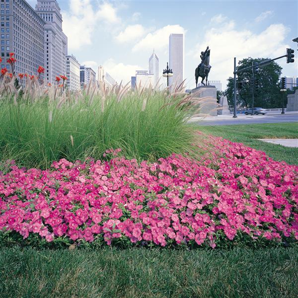 Easy Wave<sup>®</sup> Pink Commercial Landscape 2