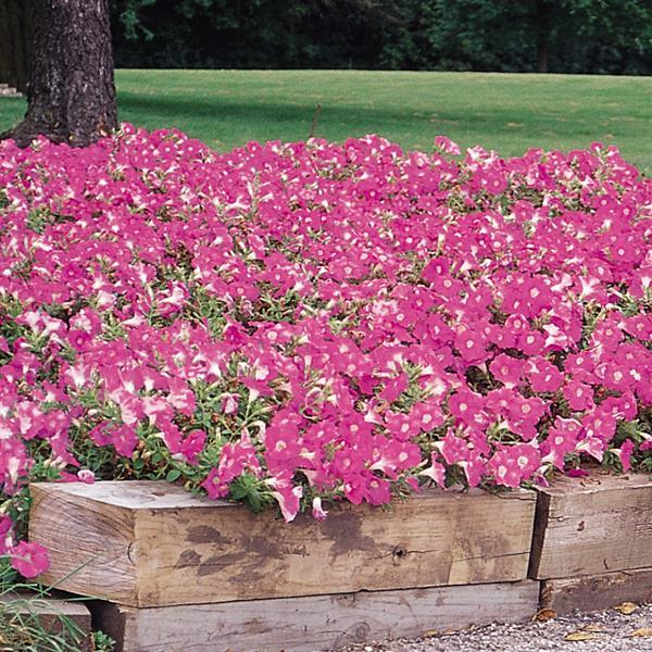 Easy Wave<sup>®</sup> Pink Landscape