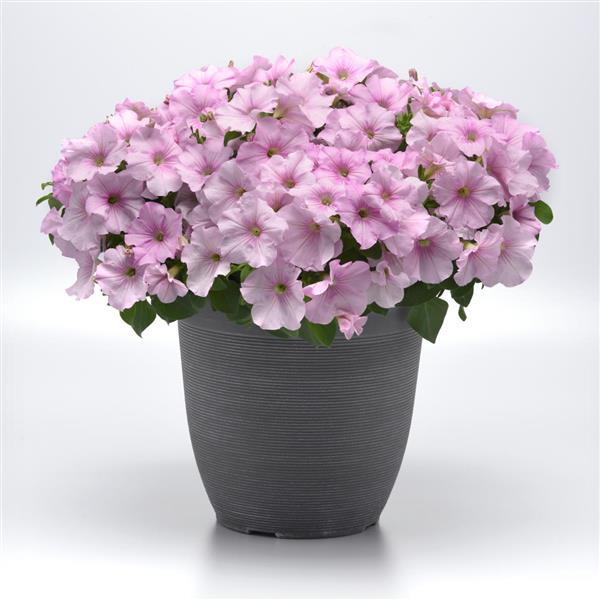 Easy Wave<sup>®</sup> Pink Pearl Container