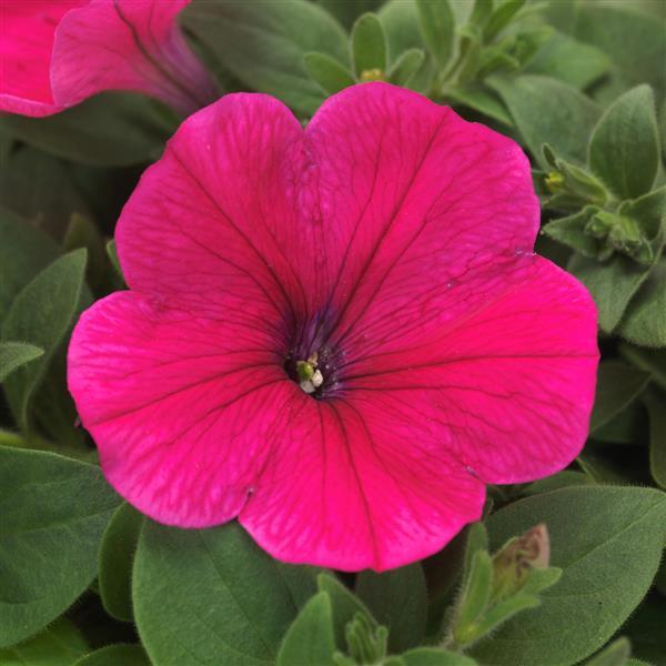 Easy Wave<sup>®</sup> Rose Bloom