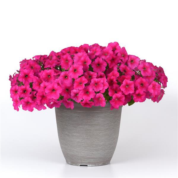 Easy Wave<sup>®</sup> Rose Container